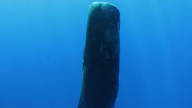 Sperm whale sleeps vertically underwater in ocean. This marine mammal rests in an upright position, giving impression that it is frozen in air. 4k format.