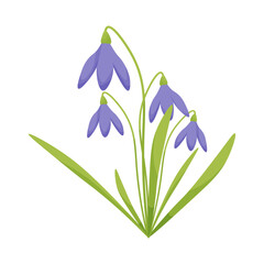 the first spring flowers. Vector illustration of snowdrops. on a white background.