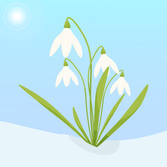 Vector illustration of snowdrops in the snow. blooming, the first flowers.