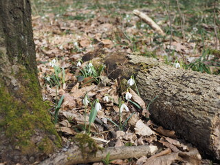 forest flowers