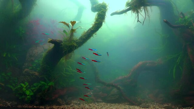 School of neon tetra fish in a foggy water. Planted aquarium with big branched roots and Frodo stones. Tropical misty aquascape. Cloudy aquarium. 4k footage
