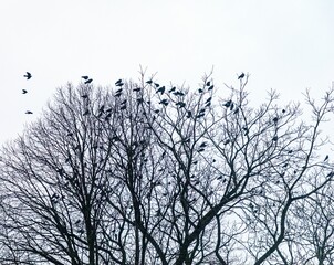 Flock of Birds roosting in bare winter leafless trees under a light sky