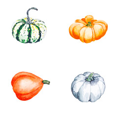 Pumpkins. Watercolor illustration of bright pumpkins. Illustration with vegetables.