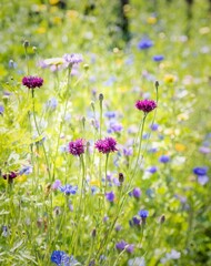 Beautiful view of wild meadow flowers at Tatton Park in Cheshire