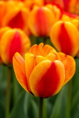 Beautiful view of a tulip in the garden with the blurred background