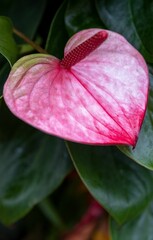 Beautiful view of a Laceleaf in the garden with the blurred background