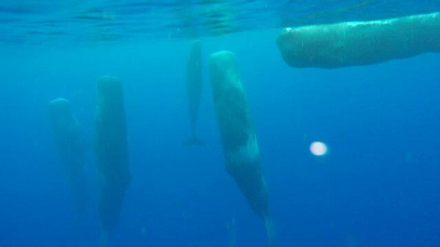 Four sperm whales sleep vertically underwater, one lies horizontally. Sperm whale swimming - underwater shot 4k. Unique huge marine animals in clear transparent ocean water of sea ecosystem.