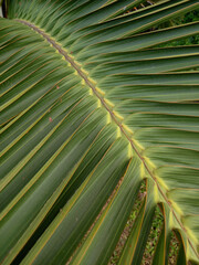 Coconut palm tree leaf as a background 