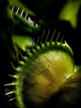 Macro shot of the trigger hairs and cilia of an open Venus flytrap plant