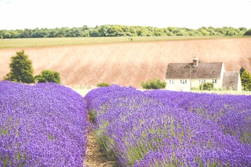 Scenic view of a cottage near Cotswold lavender rows in a field at Snowshill