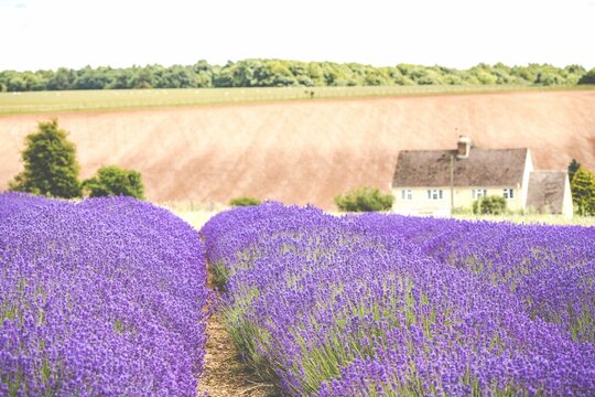 Scenic View Of A Cottage Near Cotswold Lavender Rows In A Field At Snowshill