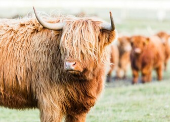 Portrait of a brown Highland Cow on a farm