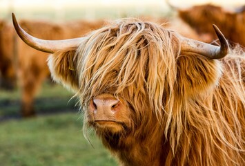 Plakat Portrait of a brown Highland Cow on a farm