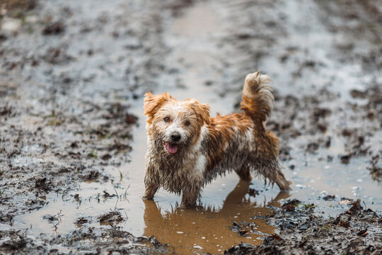 Dog in a puddle. A dirty Jack Russell Terrier puppy stands in the mud on the road. Wet ground after spring rain