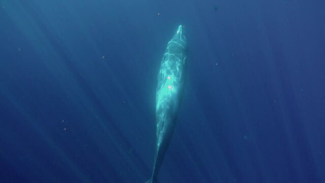 Waking up from dream of sperm whales in vertical position in sunlight. Amazing shot 4k of unique phenomenon of sperm whale sleeping in an vertical position and its ascent to surface of water.