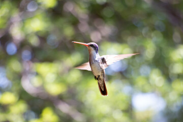 colibrí volando © Natureeye91