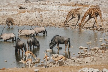 Fototapeta na wymiar Group of animals in safari