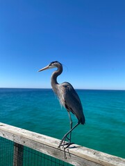 great heron