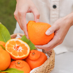 Woman s hand peeling oranges