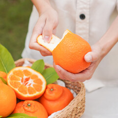 Woman s hand peeling oranges