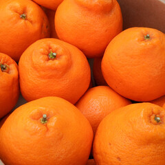 Close-up oranges and tangerines