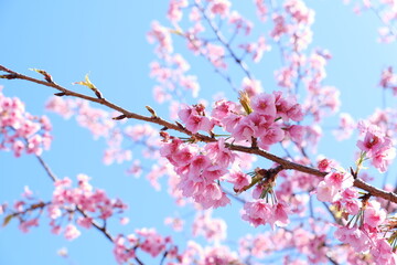 Fototapeta na wymiar 桜　cherry blossom