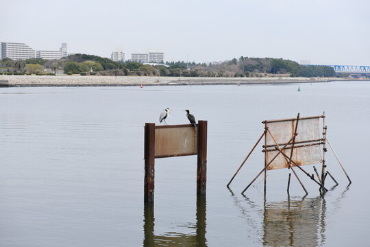 水鳥の世間話　Waterfowl chitchat
