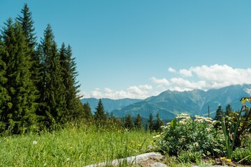 Closeup shot of small chamomile flowers growing in the Swiss mountains in Flims, Grisons