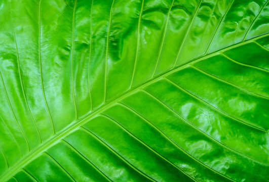 Texture of green leaves for background. Abstract concept for background. Top view of green leaf macro image.