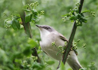 Closeup of adorable Lesser whitethroat foraging for small insects on beautiful green bush