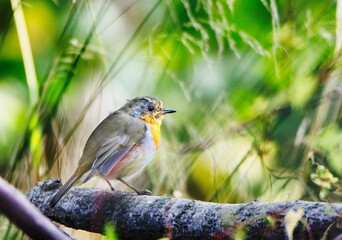 Molting European robin (Erithacus rubecula) perched between some grasses