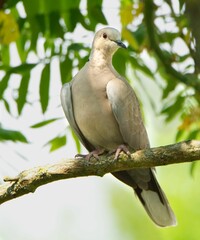 Eurasian collared dove (Streptopelia decaocto) perched on a tree.
