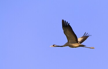 Common crane (grus grus) flying over a blue sky.