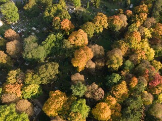 Bird's eye view of autumn yellow-leaves trees