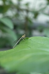 Vertical shot of a dragonfly on a green leaf
