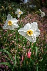Obraz na płótnie Canvas fresh blooming flowers in garden scene. white narcissus flowers growing 