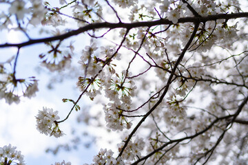Cherry Blossom Sakura in spring