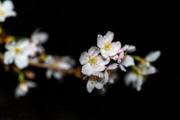Night Picture of Cherry Blossom Sakura in Japan