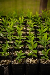 Vertical shot of young plants on seedling containers