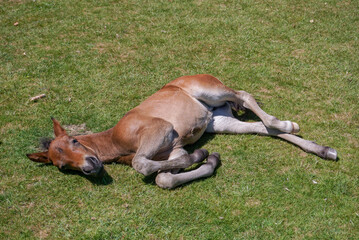 baby horse foal lazing in the summer sun. cute foal laying on the grass. adorable animals 