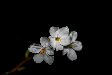 Fototapeta na wymiar Cherry Blossom Sakura at Night in Japan
