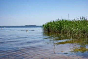 des roseaux sur le rivage d'un lac