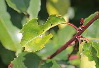 Closeup of cherry lily (Prunus laurocerasus) hedge leaves with late stageof shot gun disease...