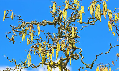 Closeup of isolated male corkscrew hazel (Corylus avellana contorta) crooked tree branches with...