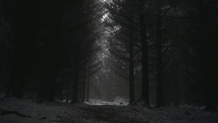 Walk in a dark, eerie forest with sunlight creeping in through the leaves in the winter