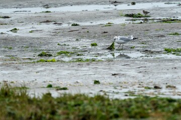 Scenic view of a seagull looking for food on the shore of a beach in Ameland, Netherlands