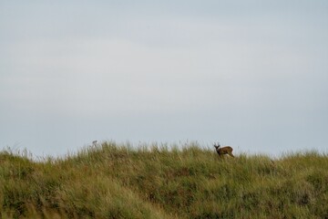 Naklejka na ściany i meble Scenic view of a deer found grazing on a hill in Ameland, The Netherlands