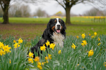Springtime in the park, dog and daffodils 