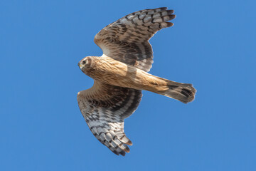 Hen harrier flying in the winter