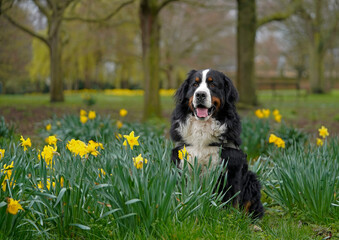 Bernese Mountain Dog in the park, surrounded by daffodils 